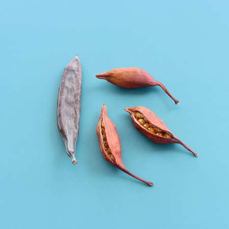 Top view image of autumn forest natural composition with dry seeds over blue background .Flat lay