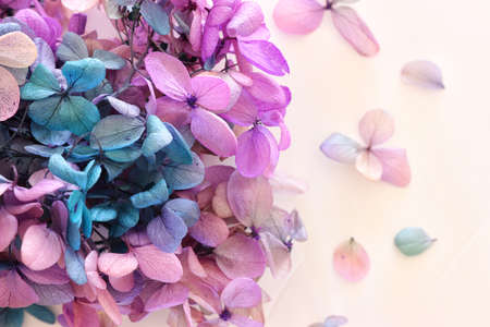 Creative image of pastel pink, turquoise and purple Hydrangea flowers on white background. Top viewの写真素材