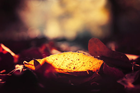 Image of autumn leaves with sun rays in the forestの写真素材