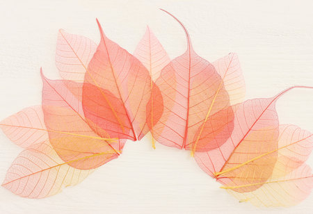 Colorful transparent and delicate skeleton leaves over wooden white background
