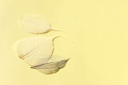 White transparent and delicate skeleton leaves over pastel background