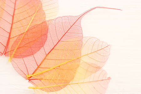 Colorful transparent and delicate skeleton leaves over wooden white backgroundの写真素材
