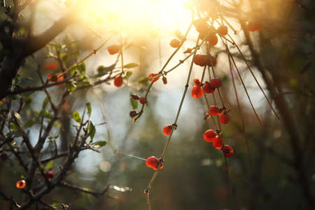 Closeup image of wild plant in springtime during sunsetの写真素材