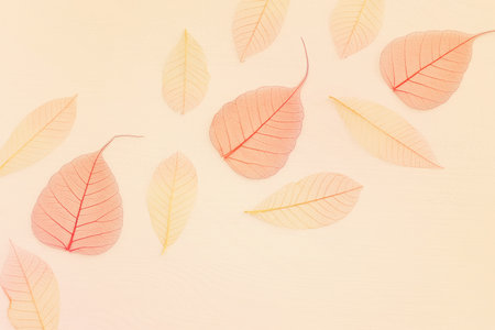 Colorful transparent and delicate skeleton leaves over wooden white backgroundの写真素材