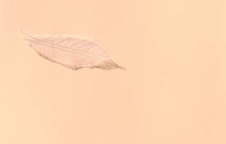 White transparent and delicate skeleton leaves over pastel backgroundの写真素材