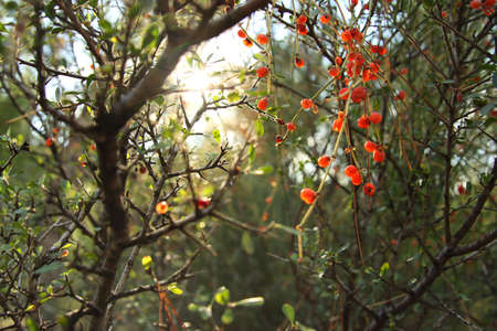 Closeup image of wild plant in springtime during sunset
