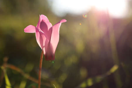 low angle view image of fresh grass and spring cyclamen flowers. freedom and renewal concept. Selective focusの写真素材