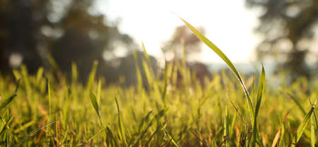 Fresh grass growing in the forest at springの写真素材