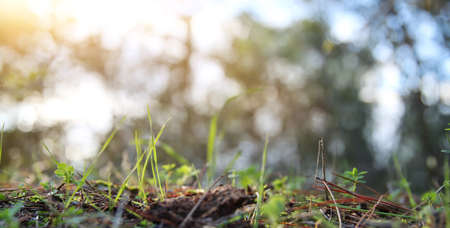 Fresh grass growing in the forest at spring