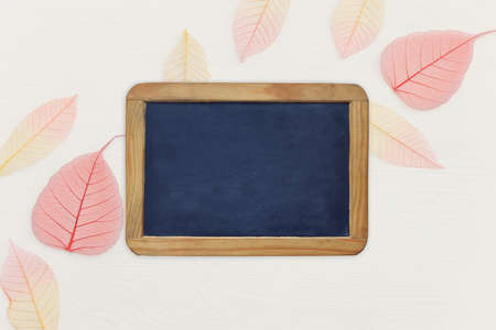 Colorful transparent and delicate skeleton leaves over pastel backgroundの写真素材