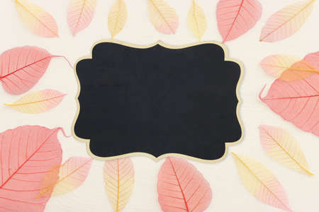 Colorful transparent and delicate skeleton leaves over pastel backgroundの写真素材