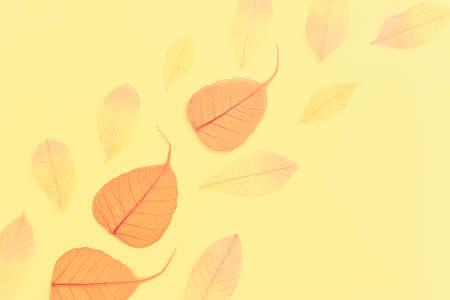transparent and delicate skeleton leaves over pastel background