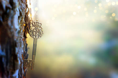 An ancient key hangs on a tree trunk in the forestの写真素材
