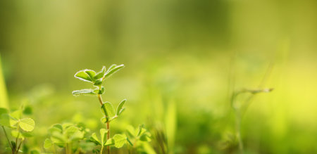 Fresh grass growing in the forest at springの写真素材