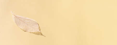 White transparent and delicate skeleton leaves over pastel backgroundの写真素材