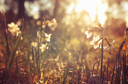 Fresh grass and narcissus flowers growing in the forest at springの写真素材