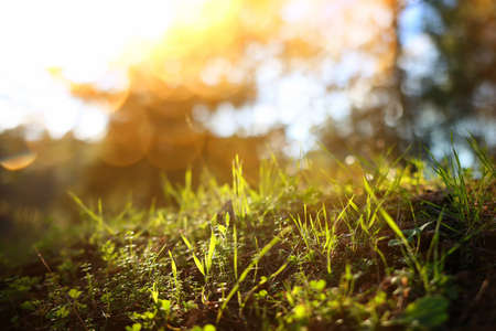 Fresh grass growing in the forest at spring