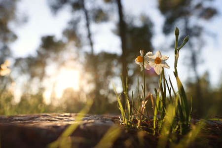 Fresh grass and narcissus flowers growing in the forest at springの写真素材