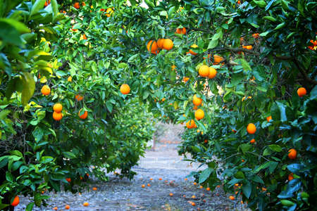 Image of orange trees at sunsetの写真素材