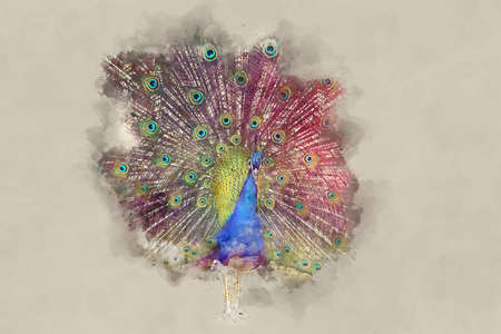 watercolor style and abstract image of beautiful male peacock opening his tailの写真素材