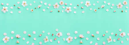 image of spring white cherry blossoms tree over mint pastel background. vintage filtered imageの写真素材