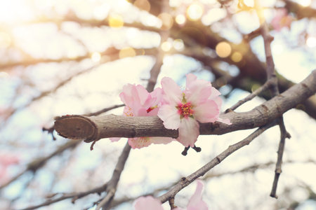 background of spring cherry blossoms tree. selective focusの写真素材
