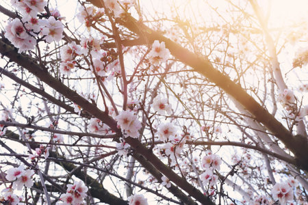 background of spring cherry blossoms tree. selective focus