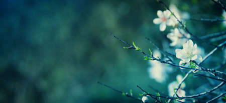 background of spring cherry blossoms tree. selective focus