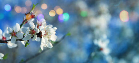 background of spring cherry blossoms tree. selective focusの写真素材