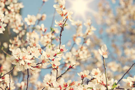 background of spring cherry blossoms tree. selective focusの写真素材