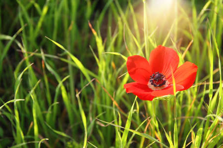 photo of red poppy in the green field at sun lightの写真素材