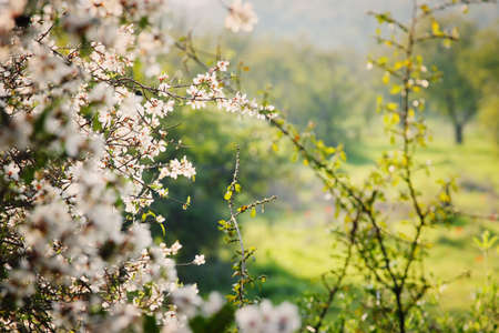 background of spring cherry blossoms tree. selective focusの写真素材