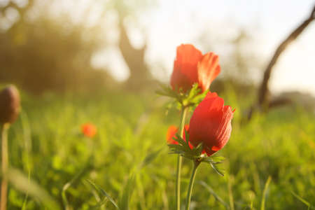 photo of red poppy in the green field at sun lightの写真素材