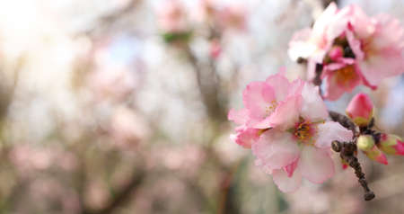 background of spring cherry blossoms tree. selective focusの写真素材