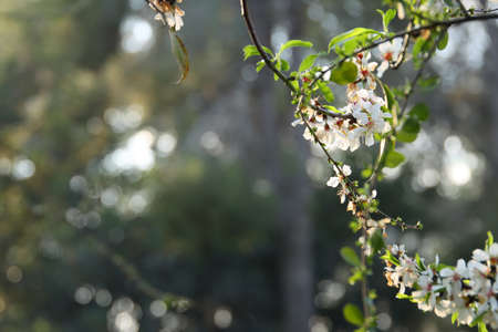 background of spring cherry blossoms tree. selective focus
