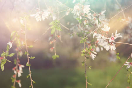 background of spring cherry blossoms tree. selective focus