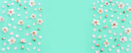 image of spring cherry blossoms tree over mint pastel background