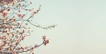 background of spring cherry blossoms tree. selective focusの写真素材