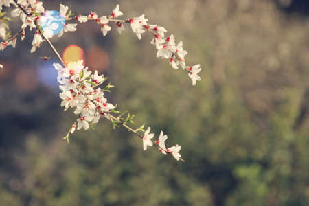 background of spring cherry blossoms tree. selective focusの写真素材
