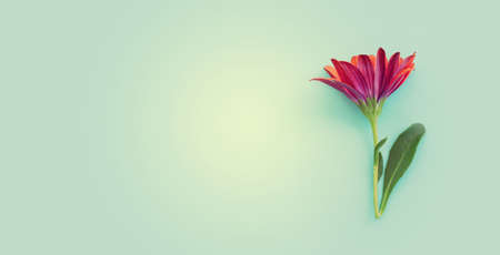 Top view image of purple chrysanthemum flowers composition over blue background. Flat lay