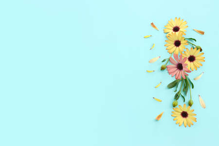 Top view image of yellow and purple chrysanthemum flowers composition over blue background. Flat lay