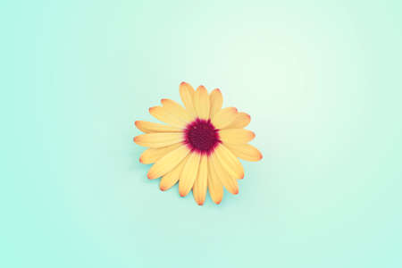 Top view image of yellow chrysanthemum flowers composition over blue background. Flat lay
