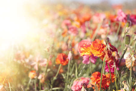 Textured photo of buttercup spring flowers. Selective focus