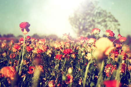 photo with low angle of buttercup spring flowers. Selective focus