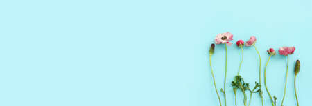 Top view image of pink buttercup flowers composition over blue pastel backgroundの写真素材