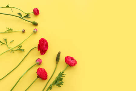Top view image of pink buttercup flowers composition over yellow pastel background