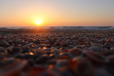 Close up image of seashells during sunset time at the beachの写真素材