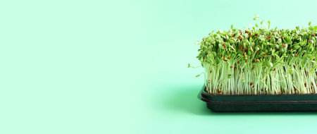 Heap of alfalfa sprouts over green background. Organic food and macrobiotic conceptの写真素材