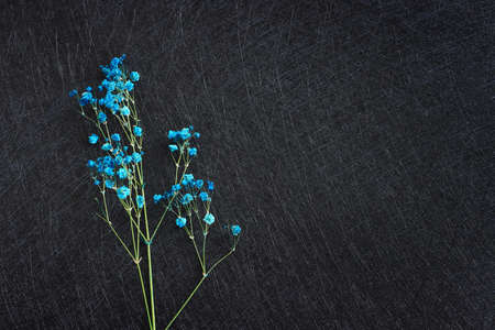 Top view image of blue dry flowers composition over black backgroundの写真素材