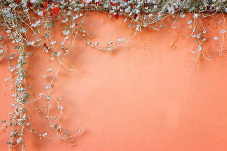 tropical clipping plant over old red wall background
